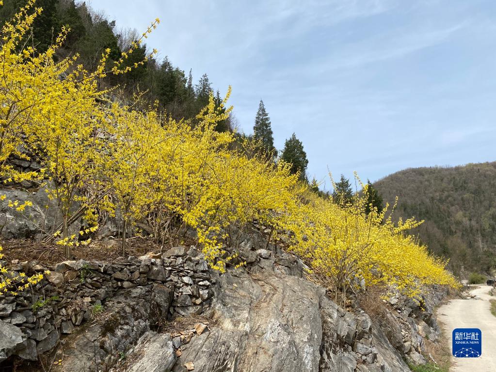 湖北大柳：连翘开出“致富花”