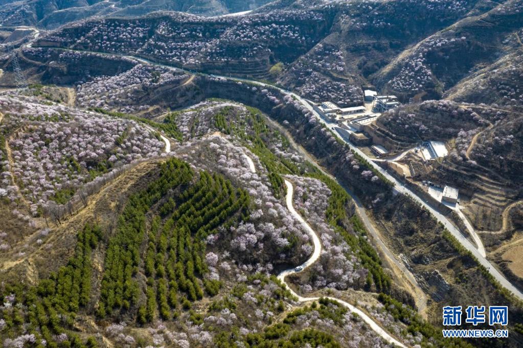 山花烂漫吕梁山