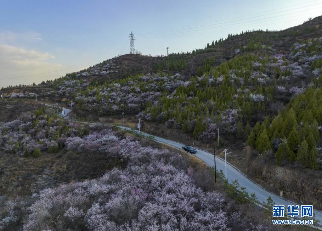 山花烂漫吕梁山