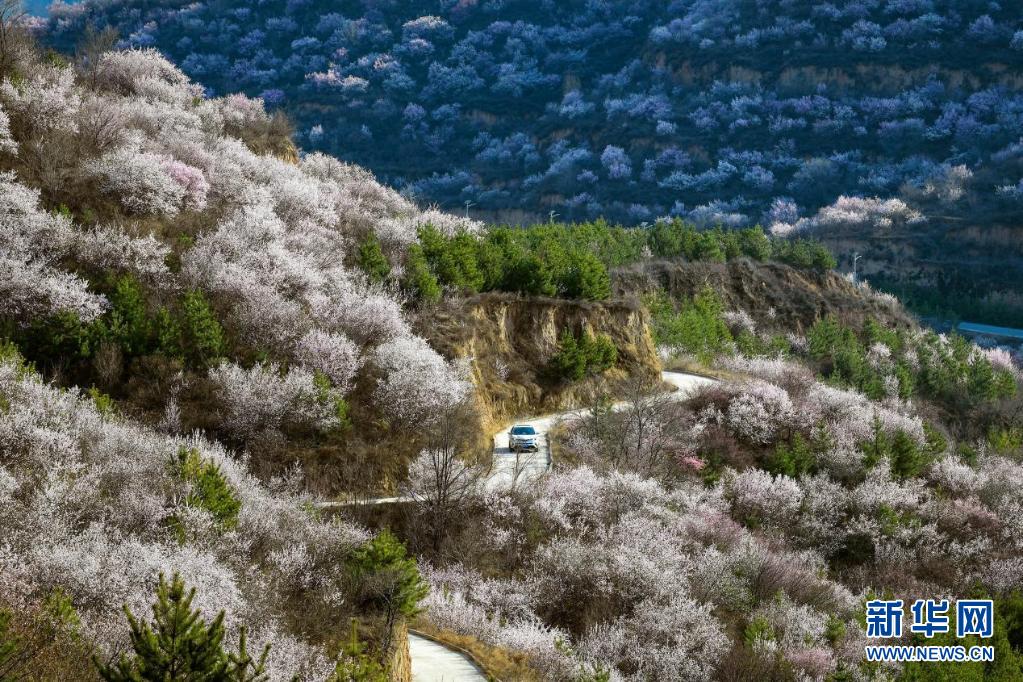 山花烂漫吕梁山