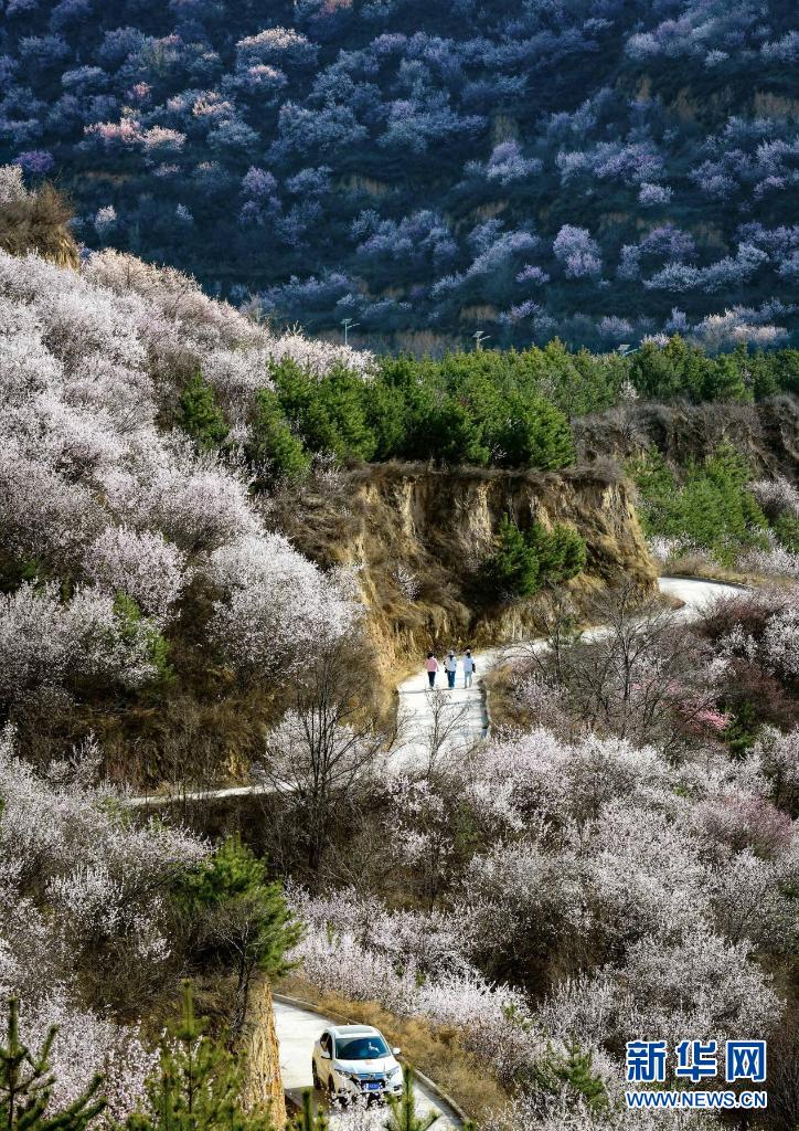 山花烂漫吕梁山