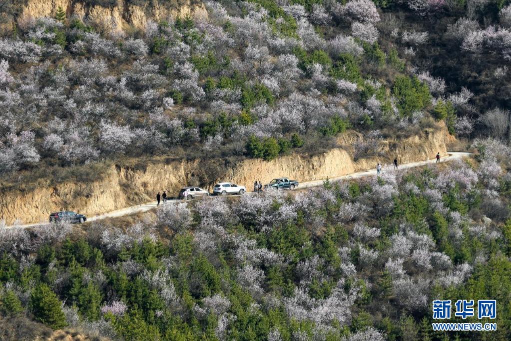 山花烂漫吕梁山