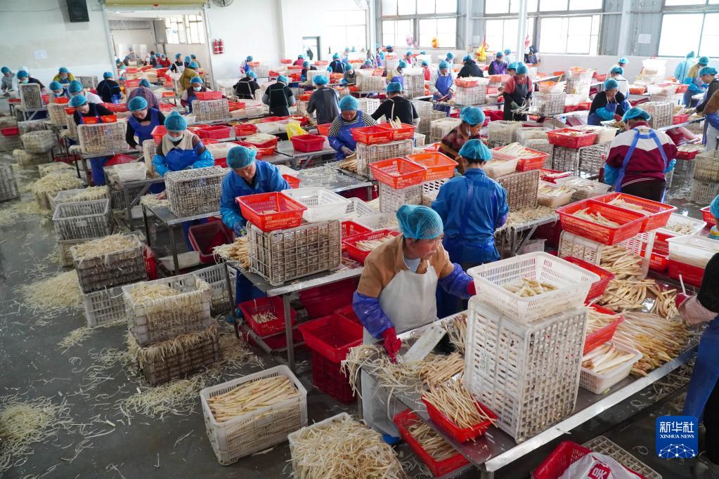 山东单县：芦笋收获加工忙