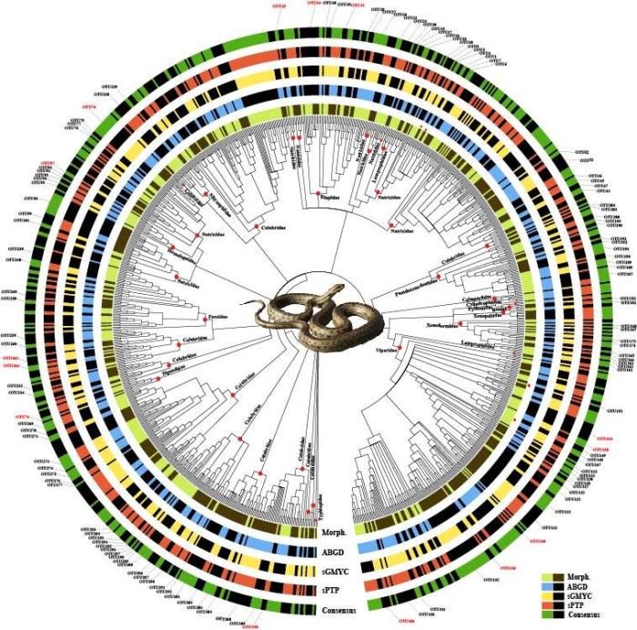 中国蛇类DNA条形码参考数据集发布：存在至少36个未被描述新种