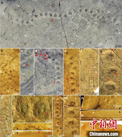 科学家揭开元古宙地层“珍珠项链”存在之谜