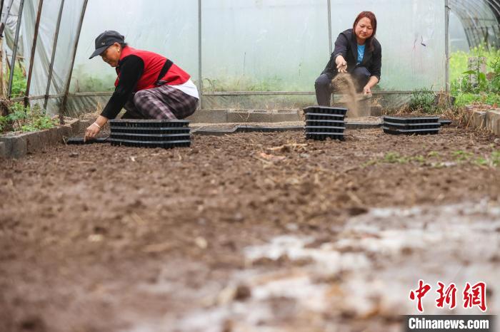 贵州桐梓：谷雨将至农事忙