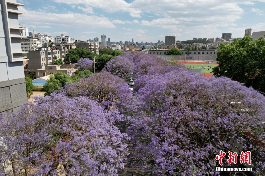 云南昆明蓝花楹盛放如“彩带”扮靓街头