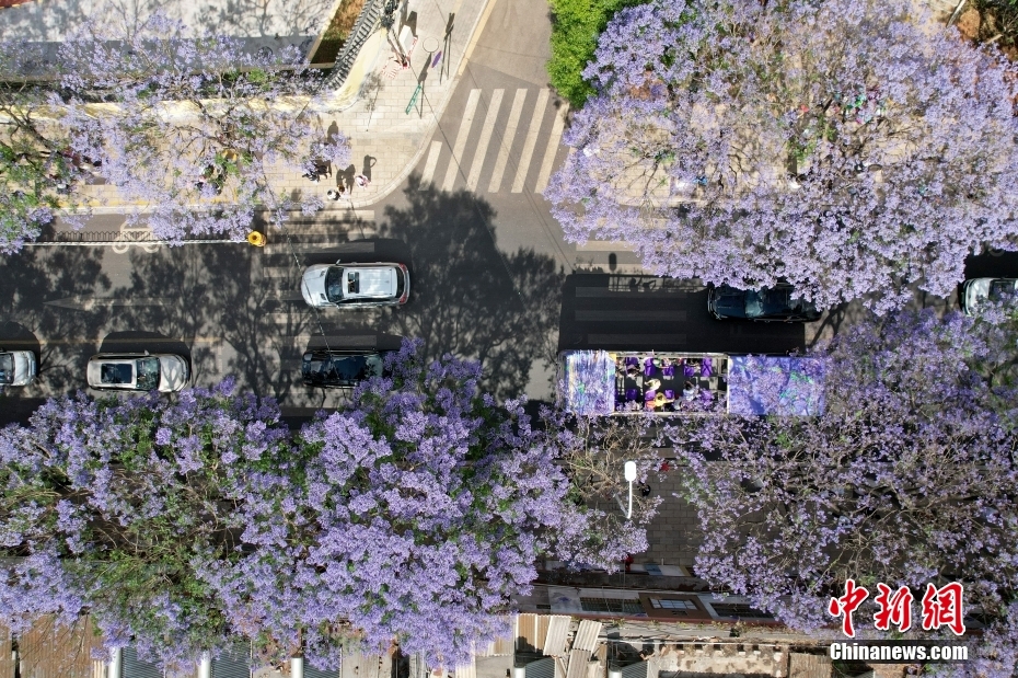 云南昆明蓝花楹盛放如“彩带”扮靓街头