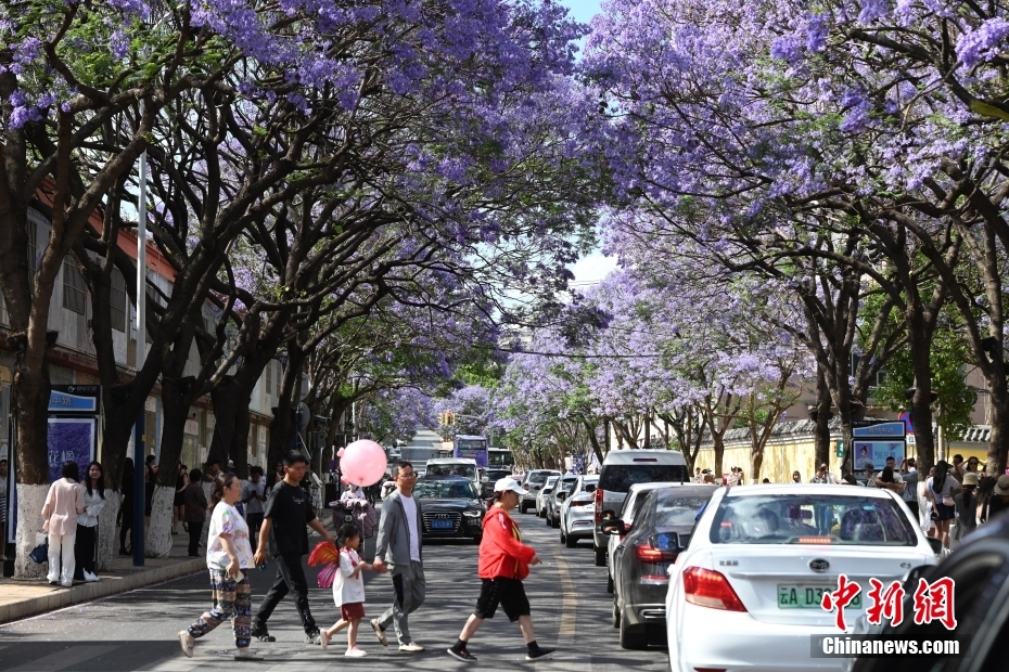 云南昆明蓝花楹盛放如“彩带”扮靓街头