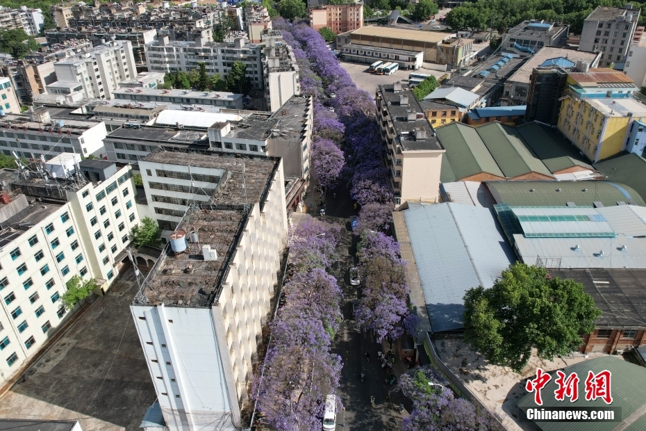 云南昆明蓝花楹盛放如“彩带”扮靓街头