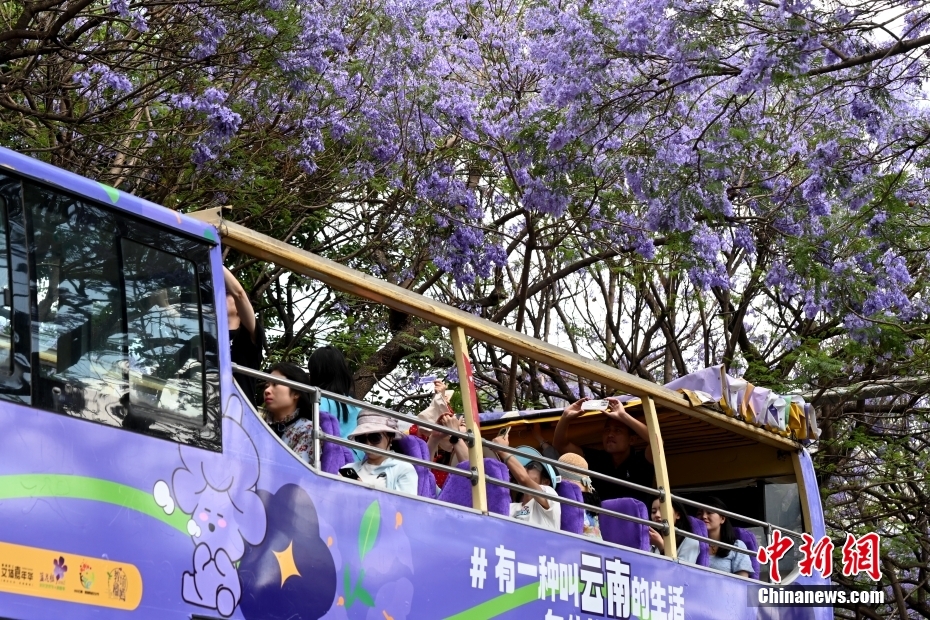 云南昆明蓝花楹盛放如“彩带”扮靓街头