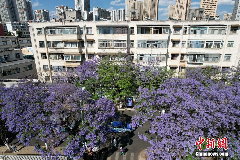 云南昆明蓝花楹盛放如“彩带”扮靓街头