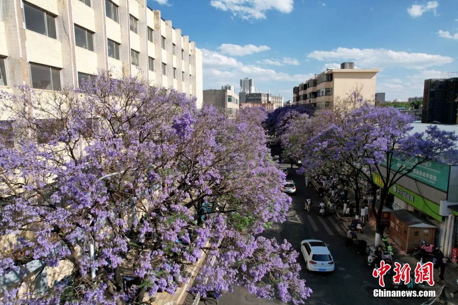 云南昆明蓝花楹盛放如“彩带”扮靓街头