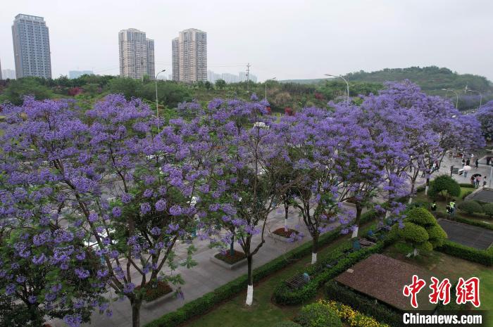 重庆街头蓝花楹绽放 市民邂逅“梦幻花海”