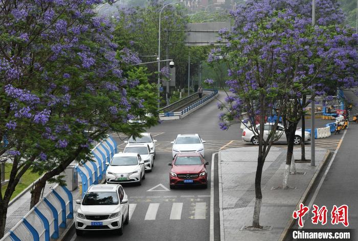 重庆街头蓝花楹绽放 市民邂逅“梦幻花海”