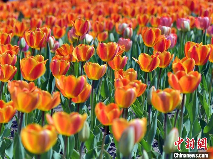 40余万株郁金香迎来盛花期，艳丽夺目。　刘栋 摄