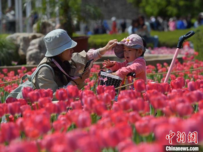 市民在公园赏花拍照。　刘栋 摄