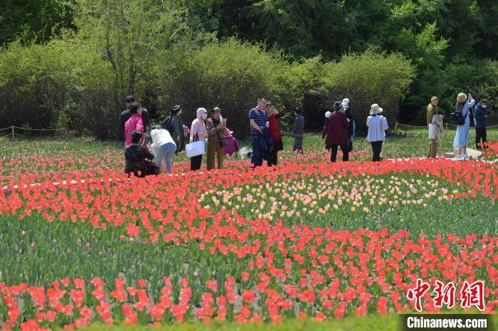 市民在公园赏花拍照。　刘栋 摄