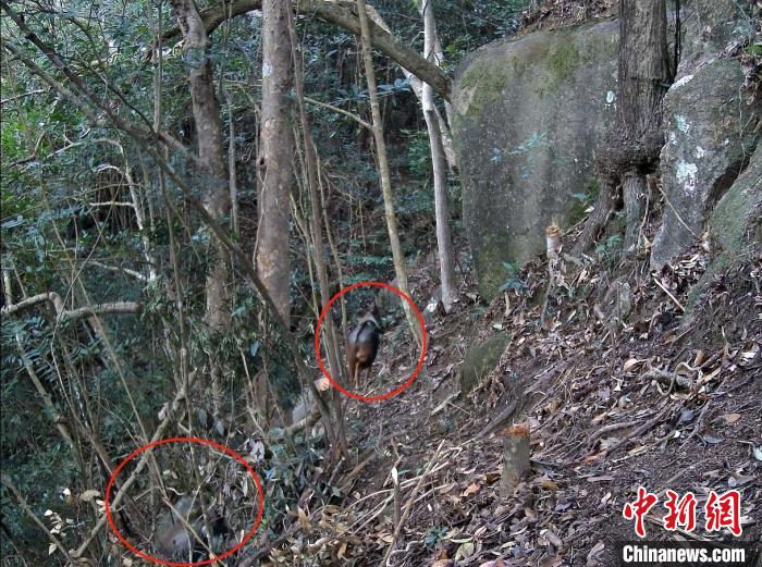 “四不像”中华鬣羚现身广东象头山保护区