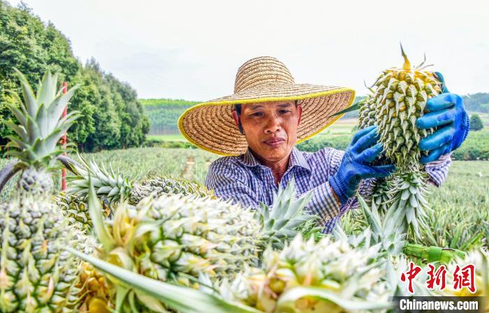 广西南宁：菠萝丰收采摘忙