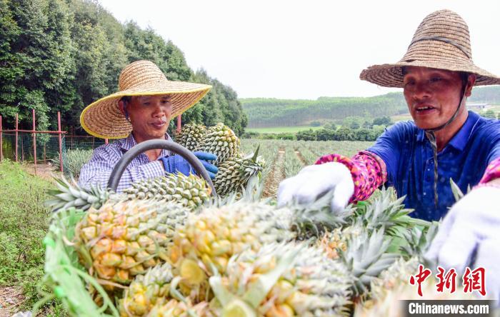 广西南宁：菠萝丰收采摘忙