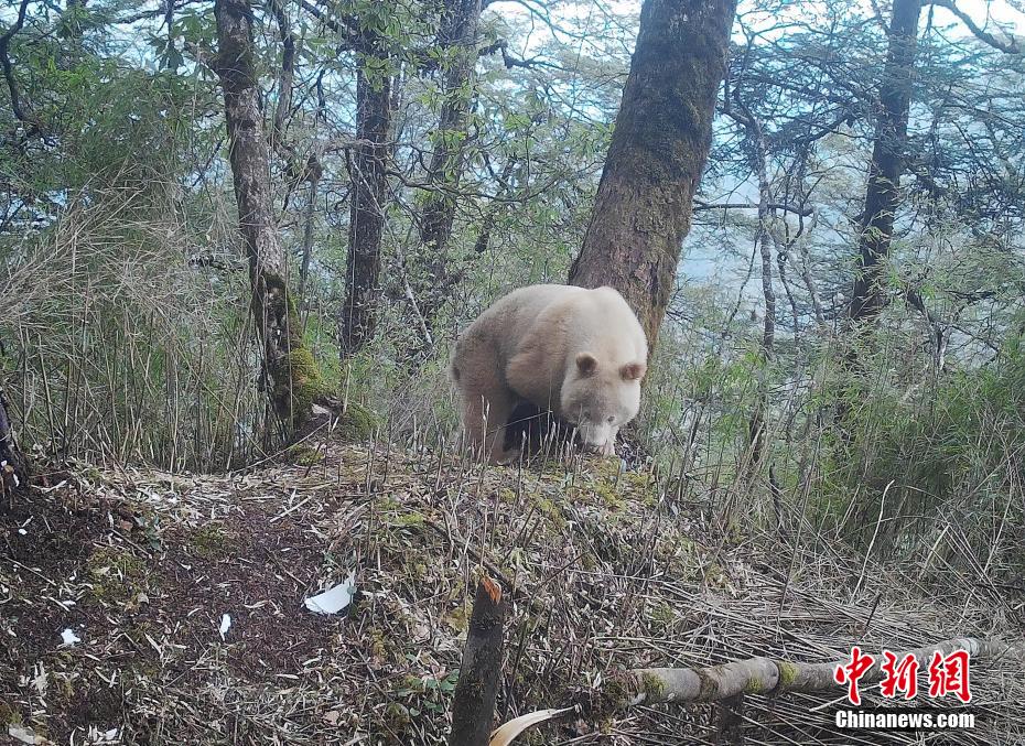 全球唯一的白色大熊猫正脸照首度公开