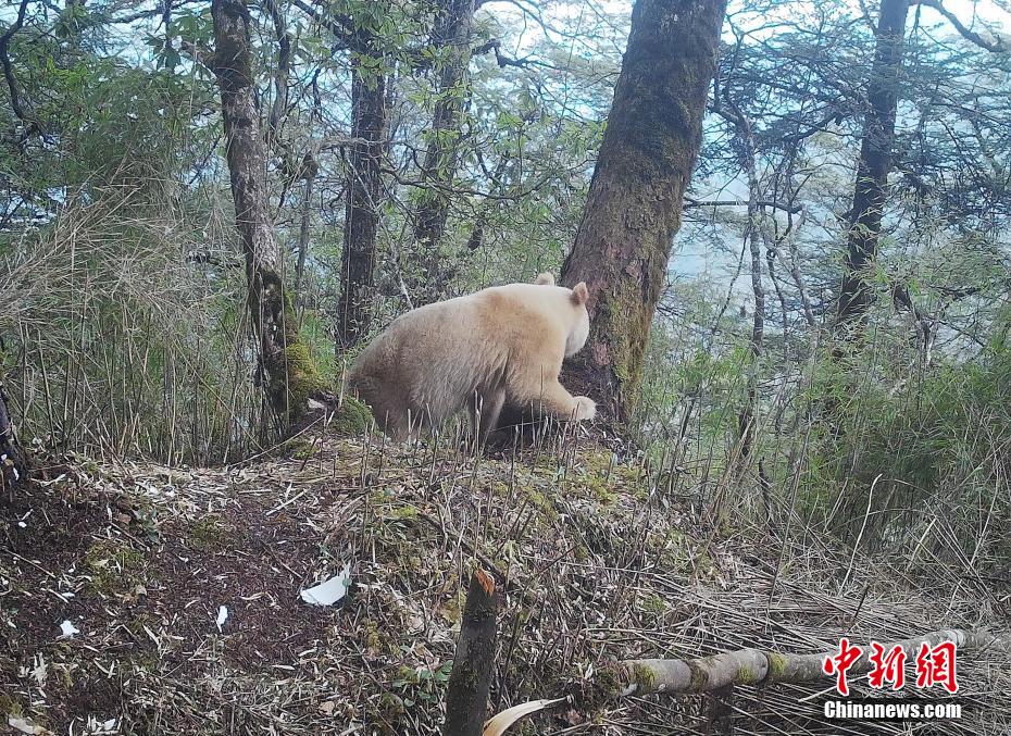 全球唯一的白色大熊猫正脸照首度公开