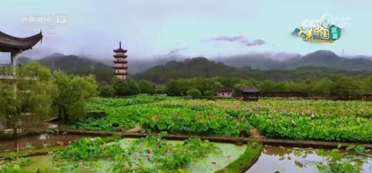 风吹十里荷花香 “莲”通乡村“致富路”