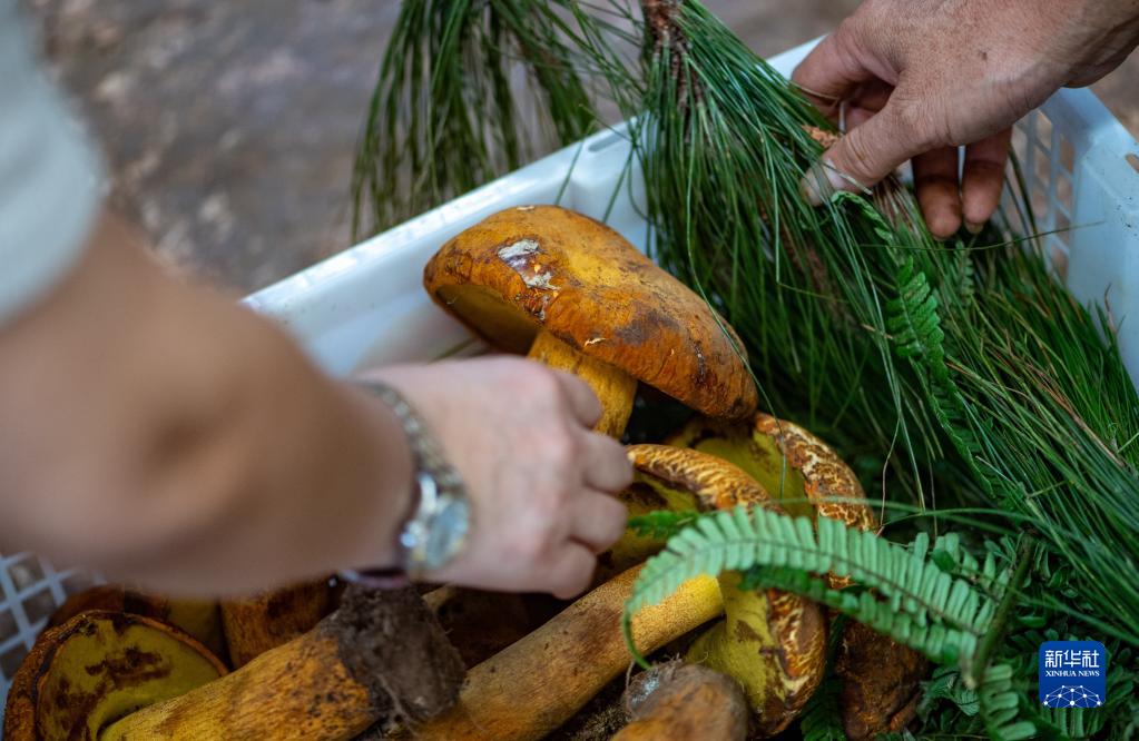 云南野生菌大量上市