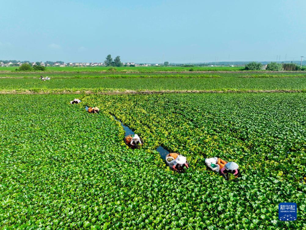 江苏泰州：菱角丰收采摘忙