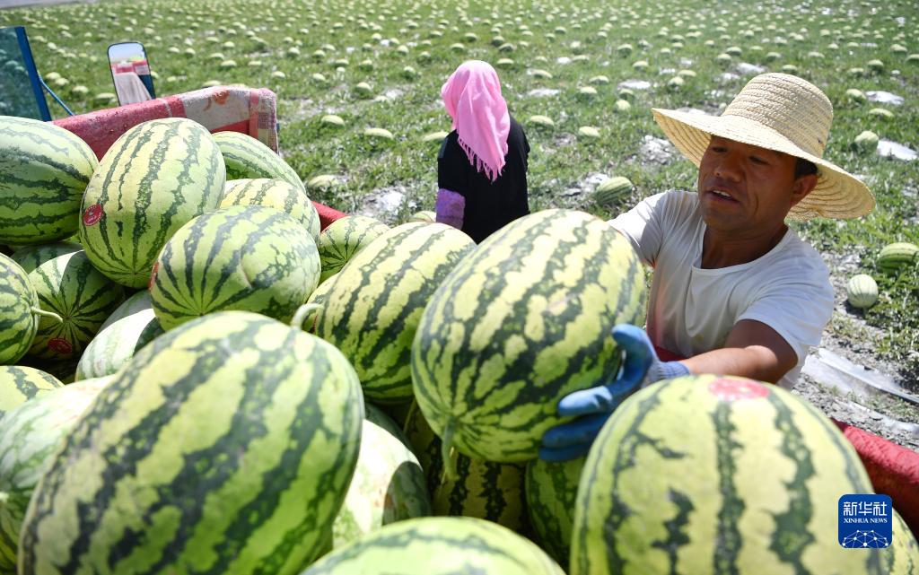 戈壁瓜田迎收获