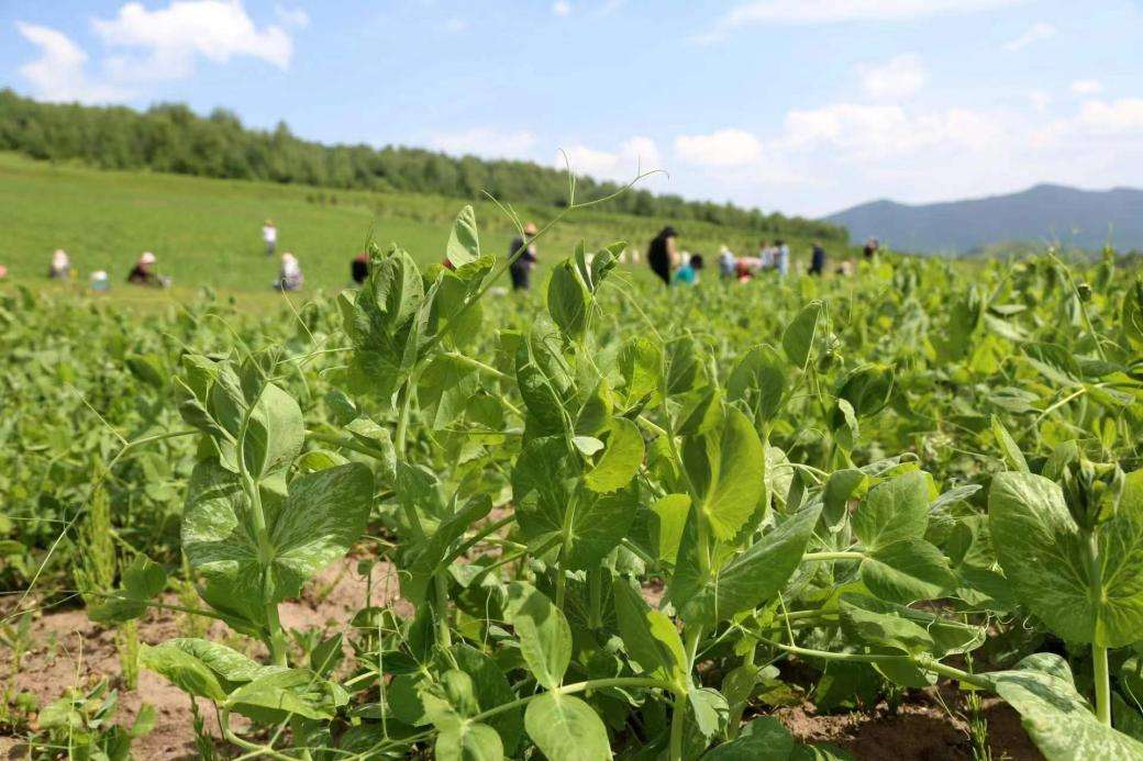 青海互助：高原夏菜收获忙 优质蔬菜助农增收