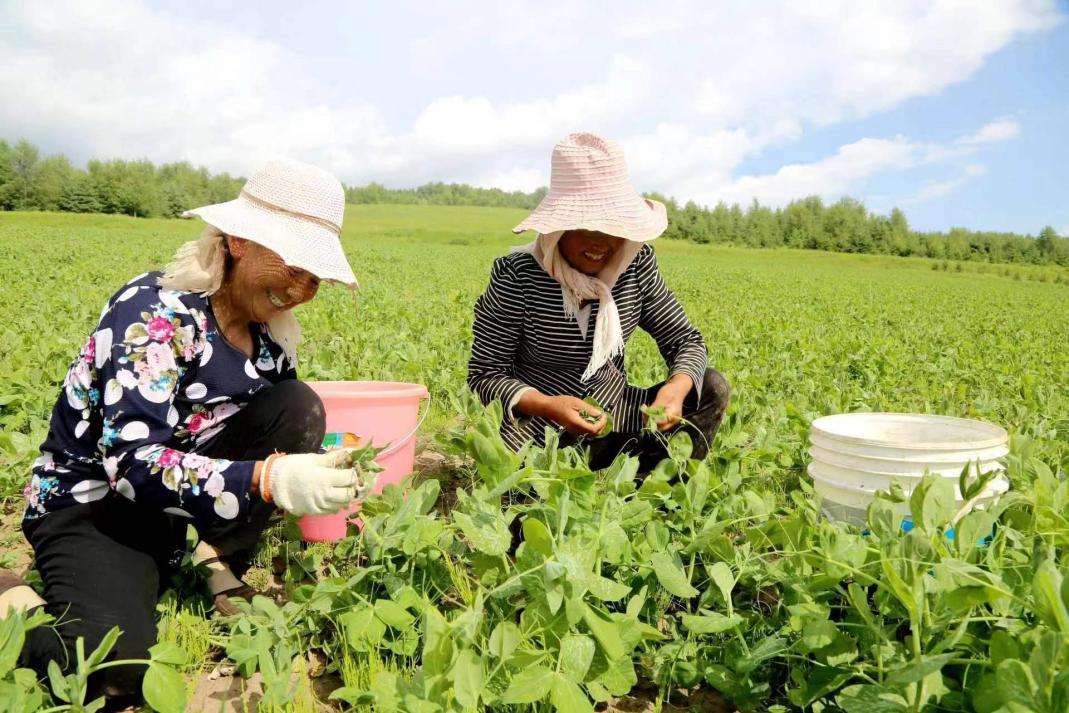 青海互助：高原夏菜收获忙 优质蔬菜助农增收