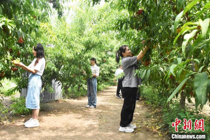 河北定州以“桃”为媒 助力乡村振兴“甜蜜”升级