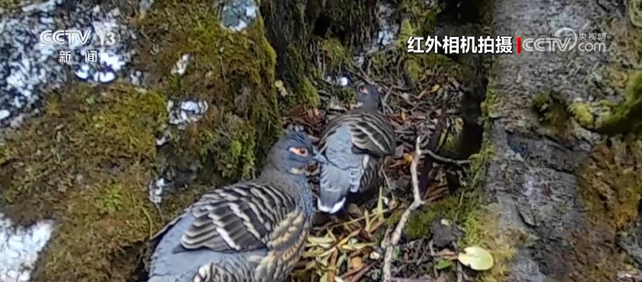 哈巴雪山监测到多种珍稀保护动物 生物多样性保护成效明显