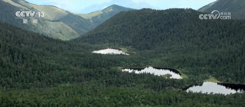 加强生物多样性保护 “雪山精灵”滇金丝猴种群数量稳步增加