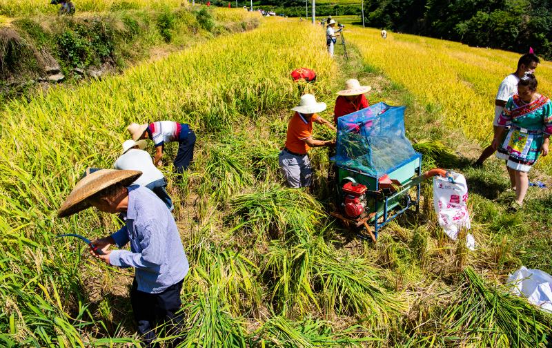 湖南芷江：侗乡梯田喜开镰