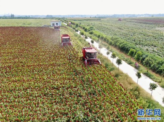 河南镇平：高粱喜丰收 映红致富路