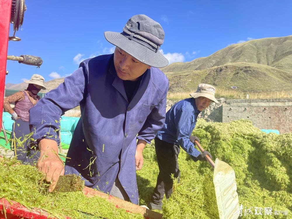 青海玉树称多白龙村：秋意正浓忙秋收 集体经济喜增收