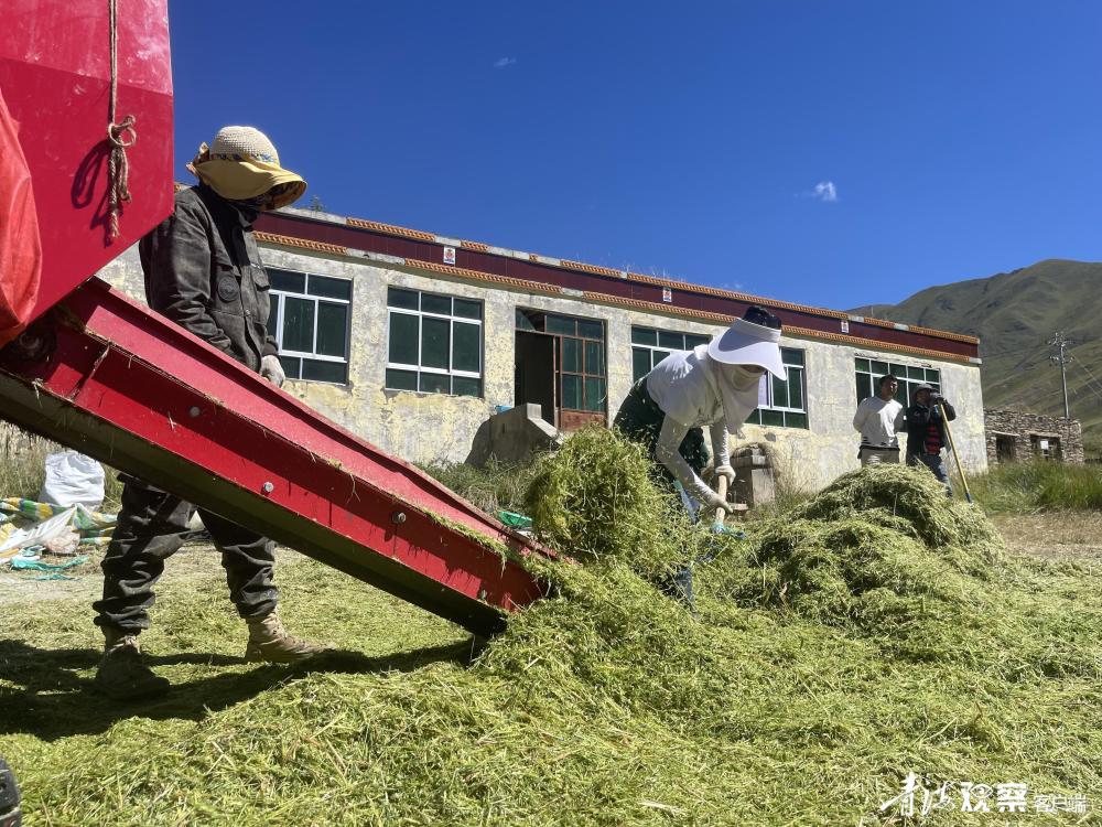 青海玉树称多白龙村：秋意正浓忙秋收 集体经济喜增收