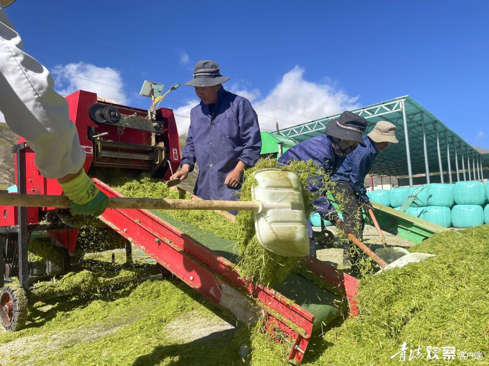 青海玉树称多白龙村：秋意正浓忙秋收 集体经济喜增收