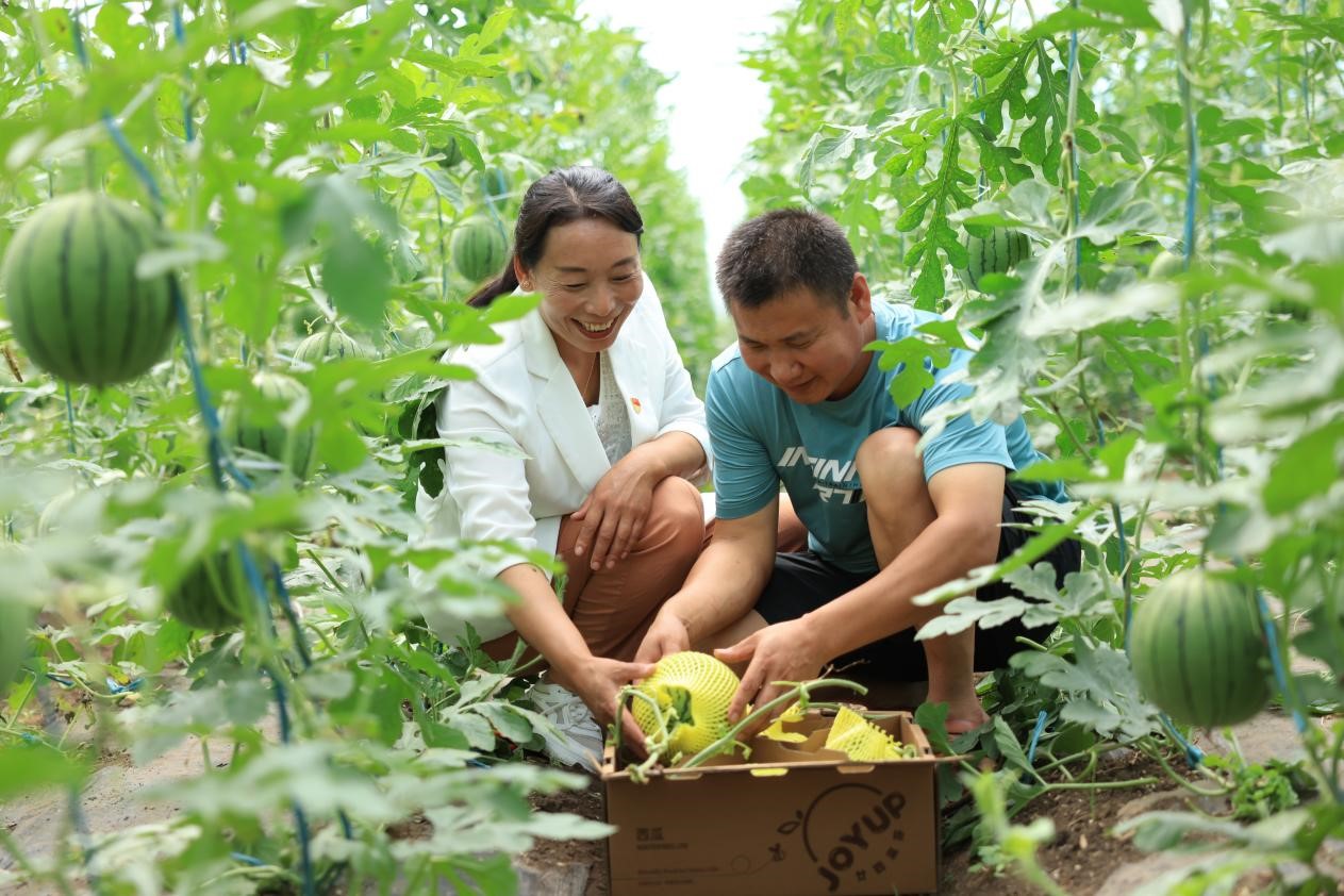 内蒙古兴安盟扎赉特旗网纹甜瓜喜获丰收