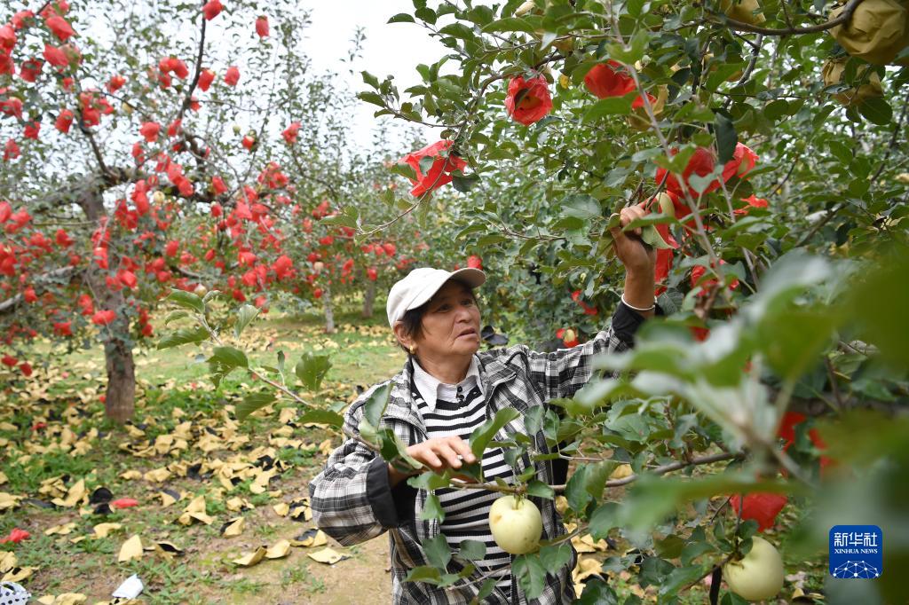 黄河岸边苹果丰收