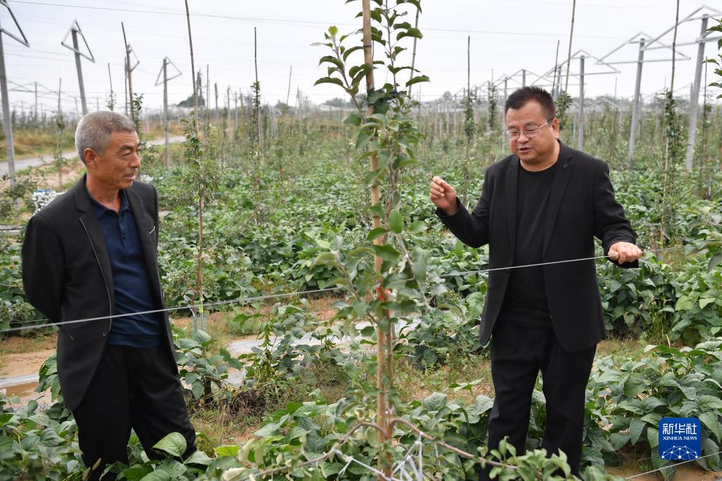 黄河岸边苹果丰收