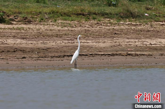 首批越冬东方白鹳飞抵江西鄱阳湖南矶湿地保护区