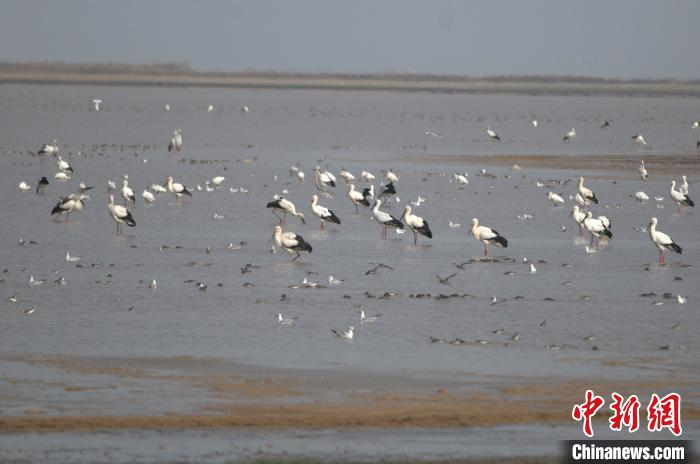 首批越冬东方白鹳飞抵江西鄱阳湖南矶湿地保护区