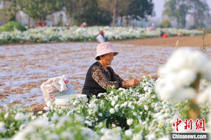 河南柘城：秋菊开出“增收花”
