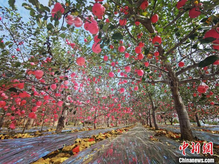 （乡村行·看振兴）山西吉县：苹果飘香盈满枝 果农迎来“好钱景”