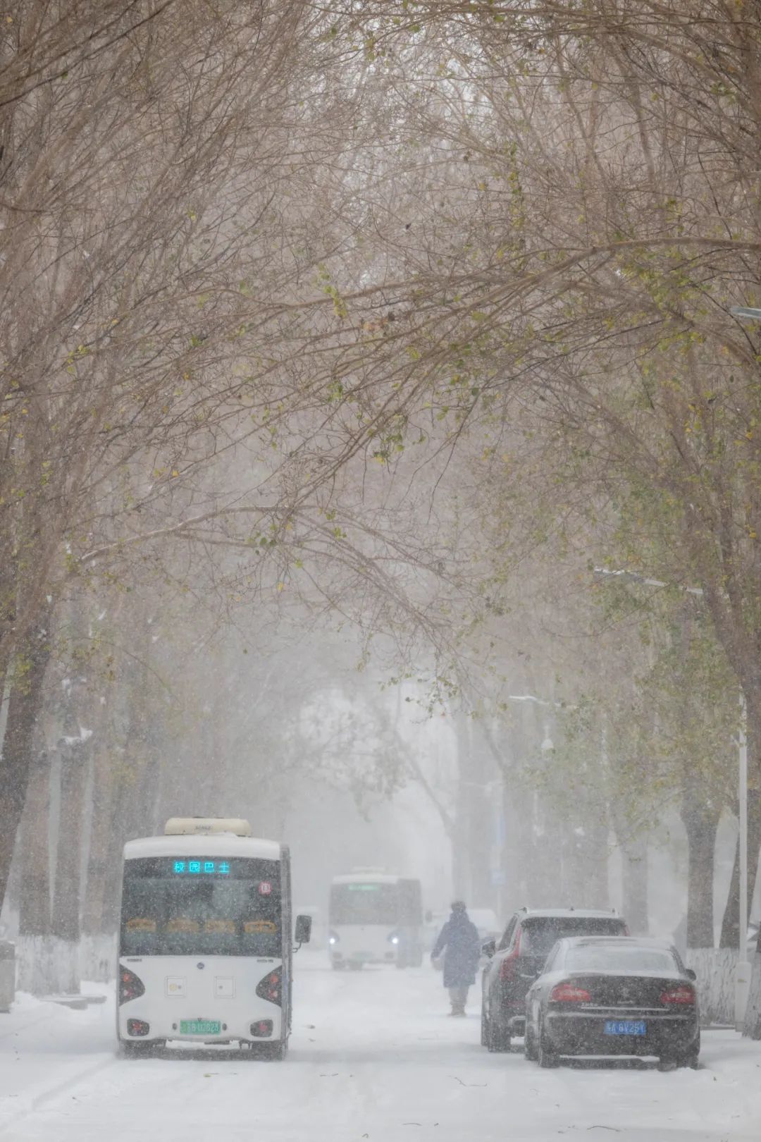 暴雪！哈工大校园暖廊可5分钟直达……