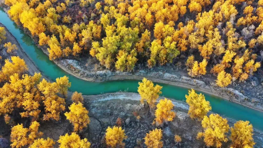 来新疆沙雅，赏胡杨美景